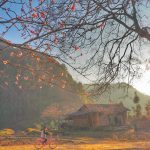 Làng văn hóa Lũng Cẩm – Ốc đảo bình yên, tươi đẹp tai Hà Giang