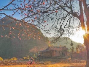 Làng văn hóa Lũng Cẩm – Ốc đảo bình yên, tươi đẹp tai Hà Giang